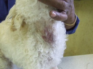 Animals with liver disease bruise easily