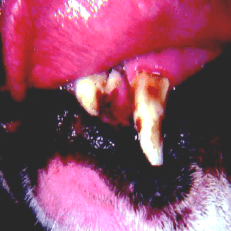 If a pupy get distemper then permanent teeth are affected