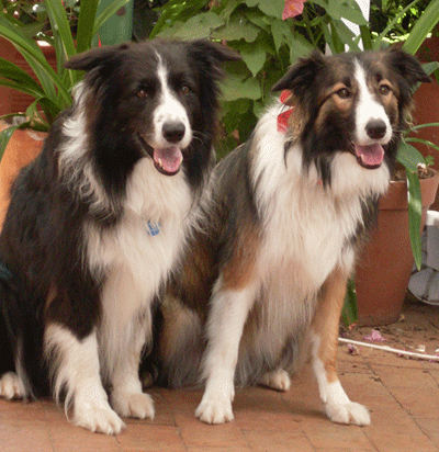 border collie types