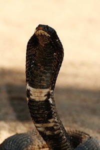 Rinkhals in defensive position showing hood