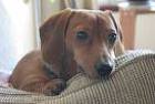 problem behavior dachshund, fear aggression dachshund