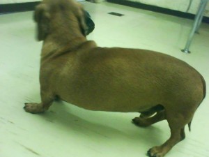 Don't let your Dachshund get too fat