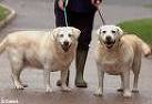 Overweight labradors being exercised to lose weight