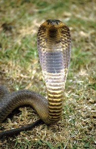 Rinkhals has a characterstic stripe on the underside of its neck