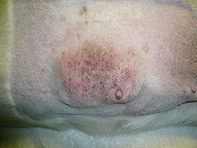 Swollen hard red inflammed breast in a dog with mammary cancer