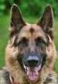 German Shepherds are prone to cancer in the spleen. online vet, ask a vet question
