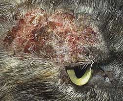online consult vet dermatitis from food allergy or atopy in cat
