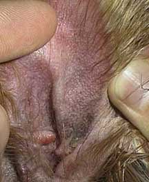 An allergic ear - redness and heat. online consult veterinarian