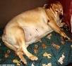 Pros and cons spaying dogs weight gain