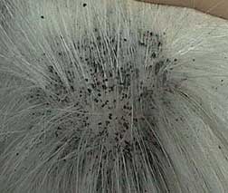 Black dirt in fur flea infestations online vet consultation