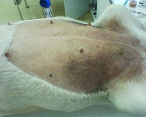 shaving the dog before an anesthetic