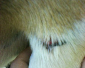 Skin wound - first aid for dogs