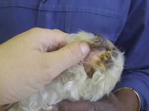 pale gums dog anemia, shock, heart problems