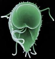 A protozoan parasite that causes diarrhea
