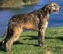 Irish Wolfhounds are hounds