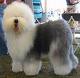 Old English Sheepdogs are a herding breed
