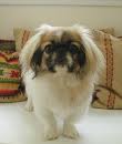 Pekingese dogs are a small breed prone to Cushings