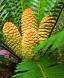 Cycads are toxic for dogs