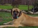 the mastiff is a relativelt inactive breed