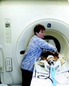 MRI scan for epilepsy dog