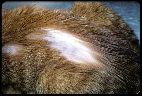 Alopecia In Dogs. Compulsive overlicking can