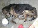 Dog with weight loss from liver disease