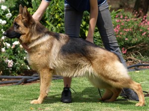 Conformation and appearance German Shepherd