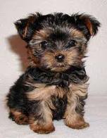 Yorkshire terriers are prone to liver shunts