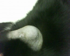 swelling of elbow abscess with bite wounds cat