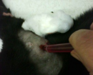 Flushing abscess to get pus out.