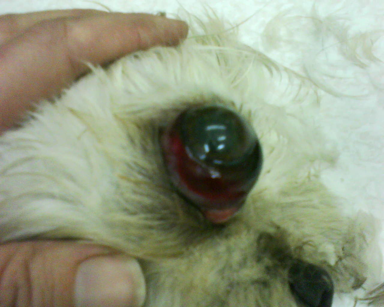 what to do if dogs eye pops out