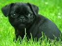 Pugs come in fawn or black