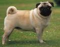 Pugs have a tendency to gain weight
