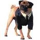 Pug from the movie "Men in Black"