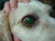 fluorescein stainign ulcer cornea dog