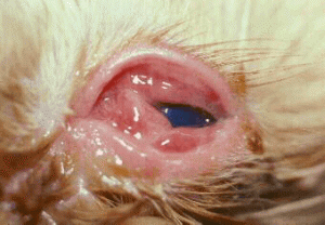 swollen conjunctiva in cat with herpes infection