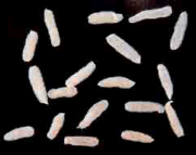 Flat white segments of tapeworm