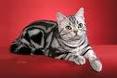 The American shorthair mixed with Persians produced the exotic