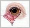 The lachrymal gland that everts causing cherry eye