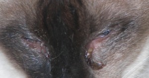 feline Herpes infection causing conjunctivitis