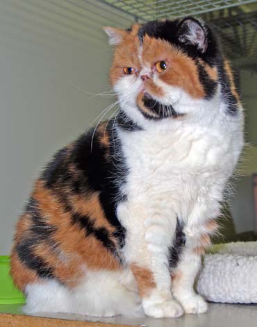 calico exotic shorthair