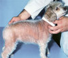 bald dog with cushing's disease