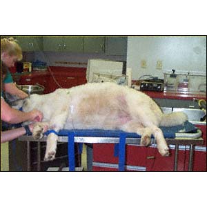bloating up of a dog's stomach with torsion