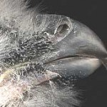 Beaks vary in shape depending on food source