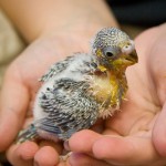 What the crop of a baby bird looks like
