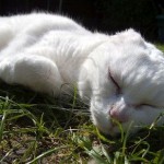 Stop your pets lying in the sun prevent skin cancer