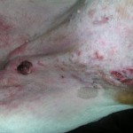 photo skin cancer dog belly