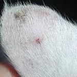 What does early skin cancer look like in a cat