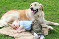 Steps to take with pets when have new baby