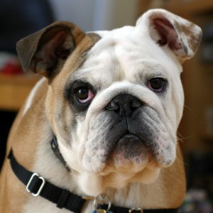 The general appearance of bulldogs